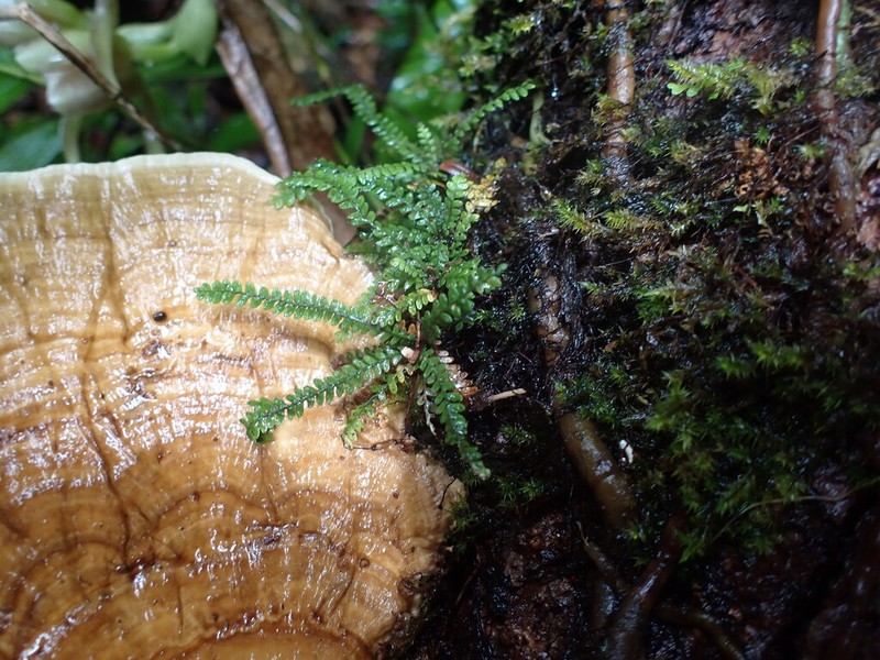 Grammitis exigua photo 2