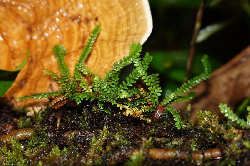 Grammitis exigua photo 3