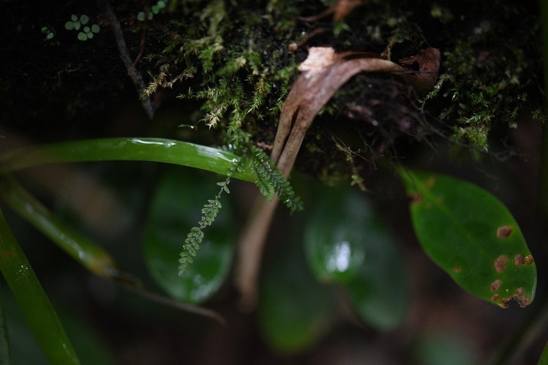 Grammitis exigua photo 6