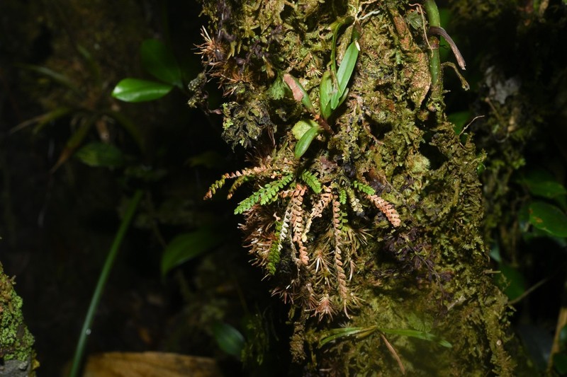 Grammitis exigua photo 8