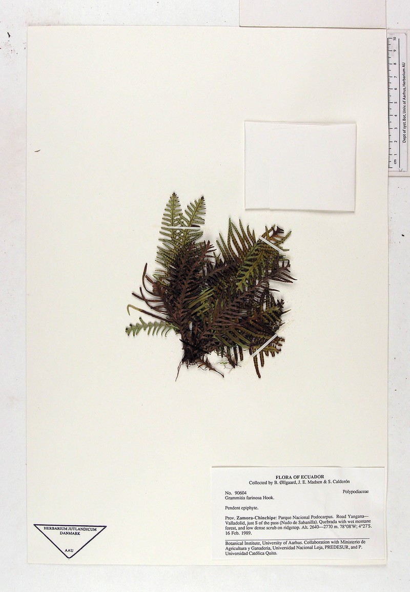 Grammitis farinosa