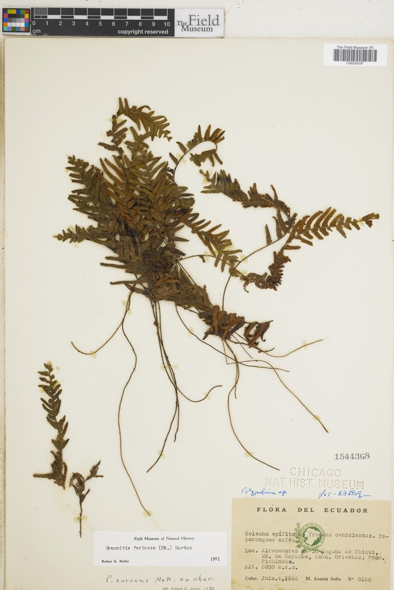 Grammitis farinosa photo 3