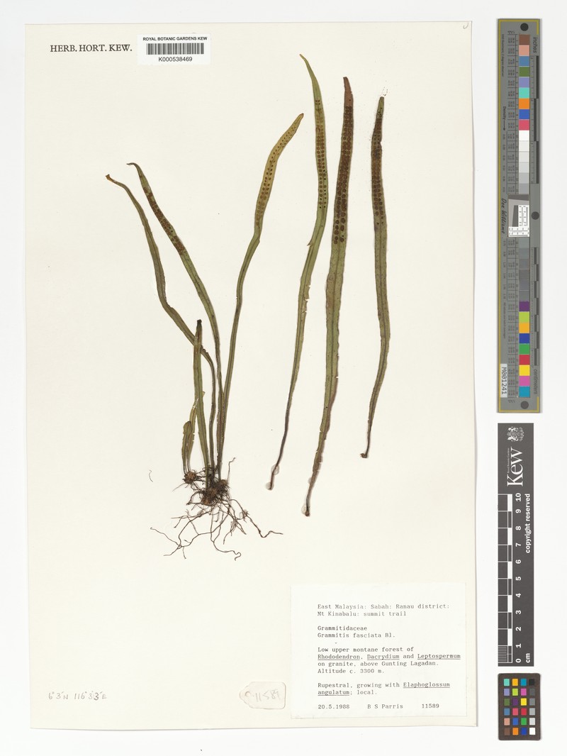 Grammitis fasciata