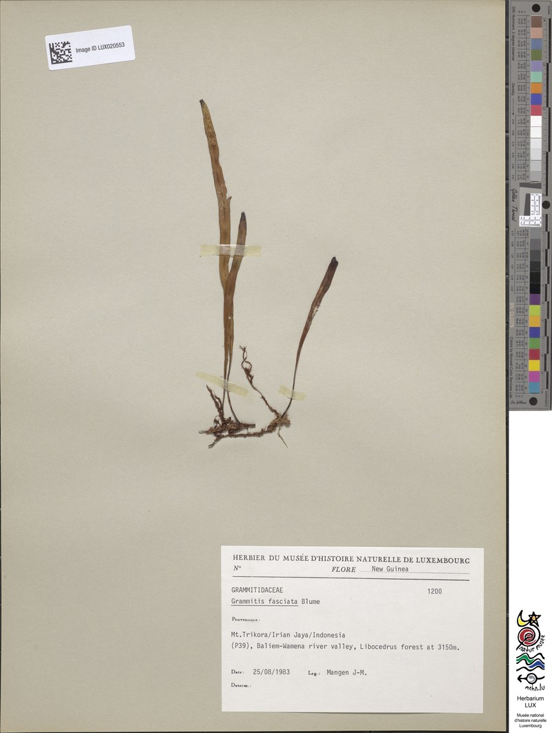 Grammitis fasciata photo 2