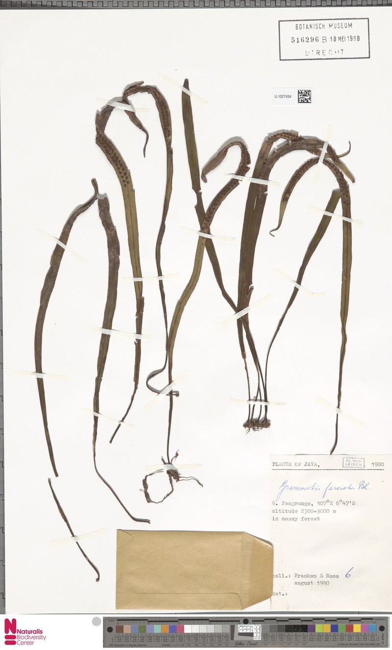 Grammitis fasciata photo 3