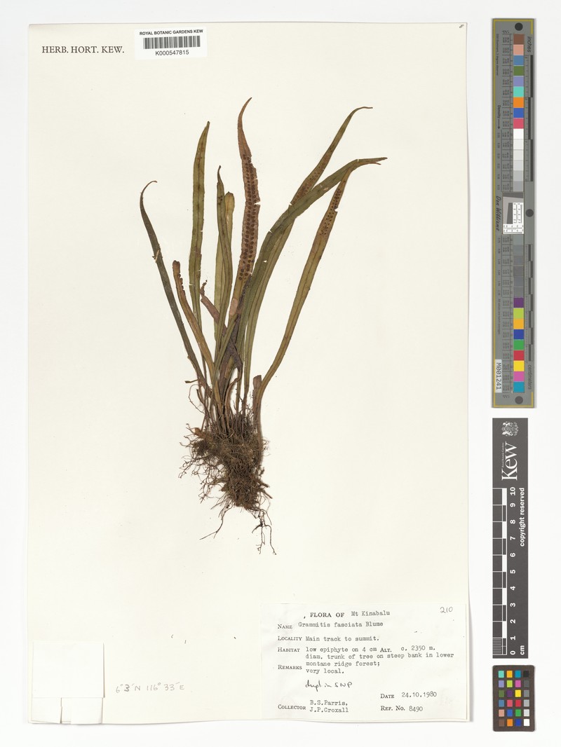 Grammitis fasciata photo 4