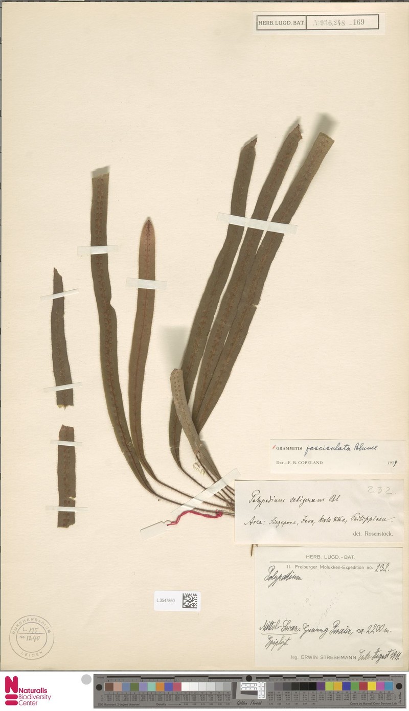 Grammitis fasciculata