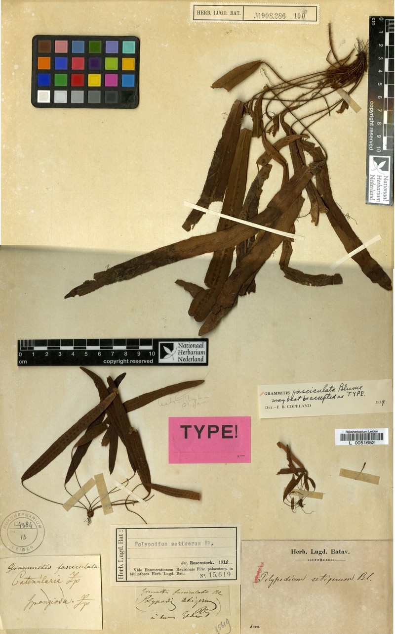 Grammitis fasciculata photo 2