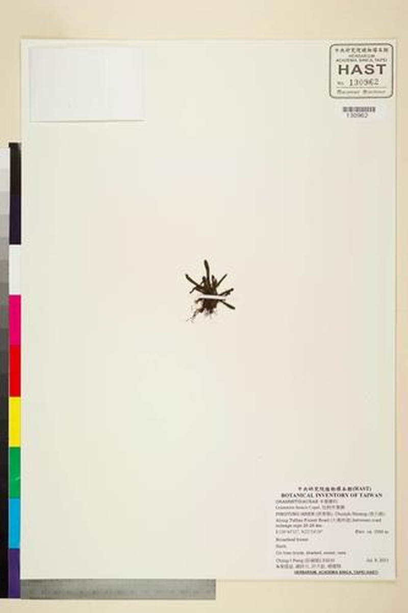 Grammitis fenicis