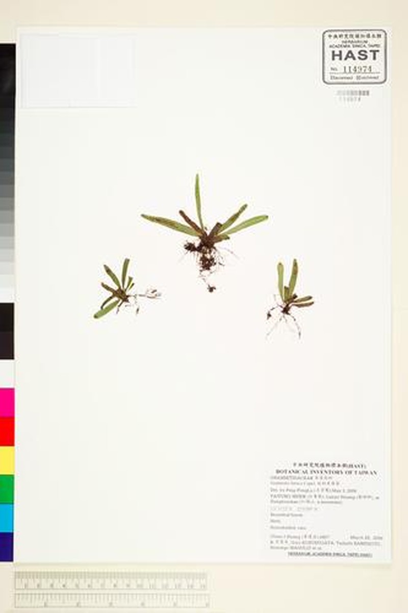 Grammitis fenicis photo 2