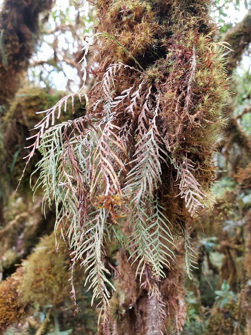 Grammitis flagellipinnata