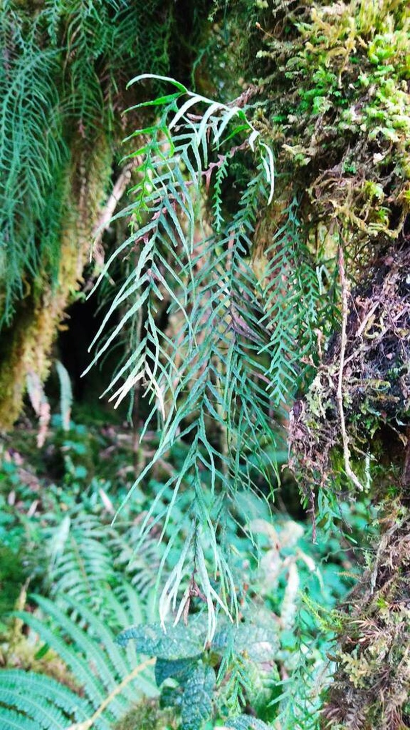 Grammitis flagellipinnata photo 2