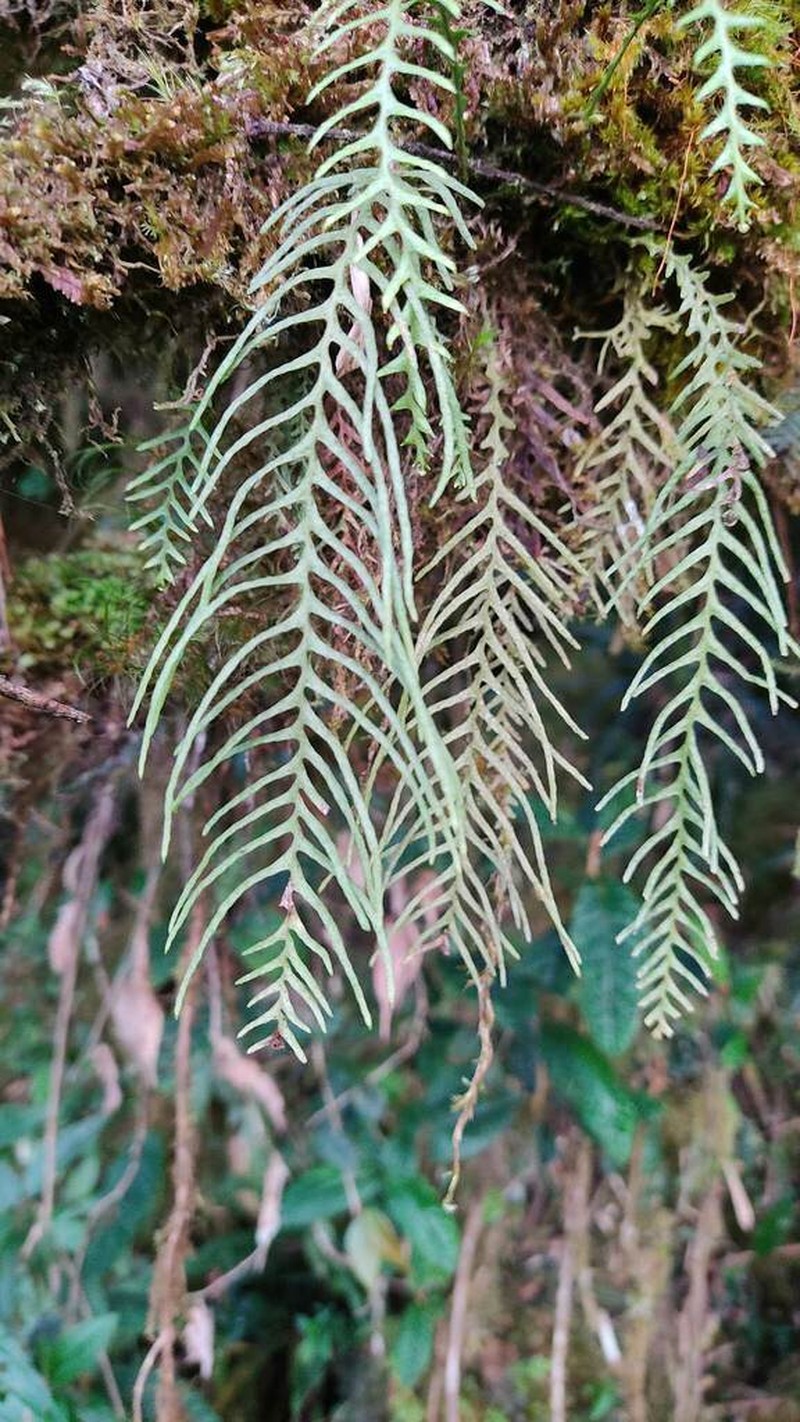 Grammitis flagellipinnata photo 3