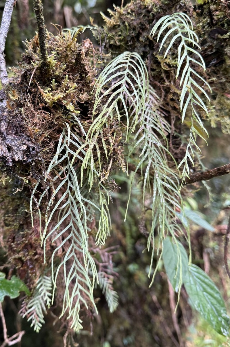 Grammitis flagellipinnata photo 4