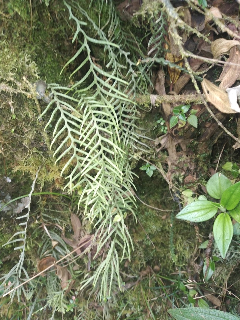 Grammitis flagellipinnata photo 5