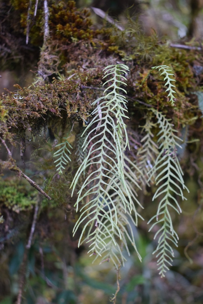 Grammitis flagellipinnata photo 6