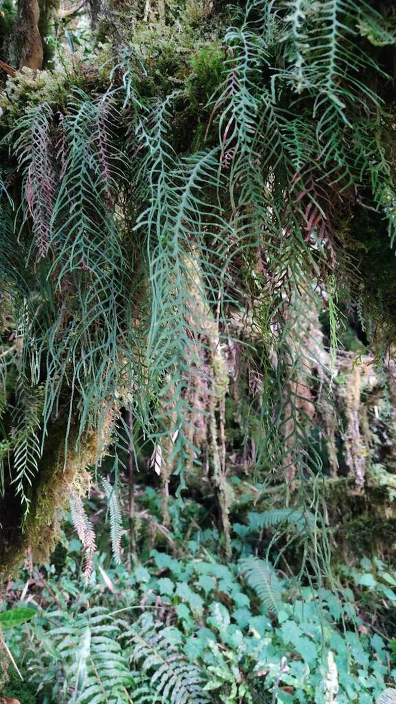 Grammitis flagellipinnata photo 7