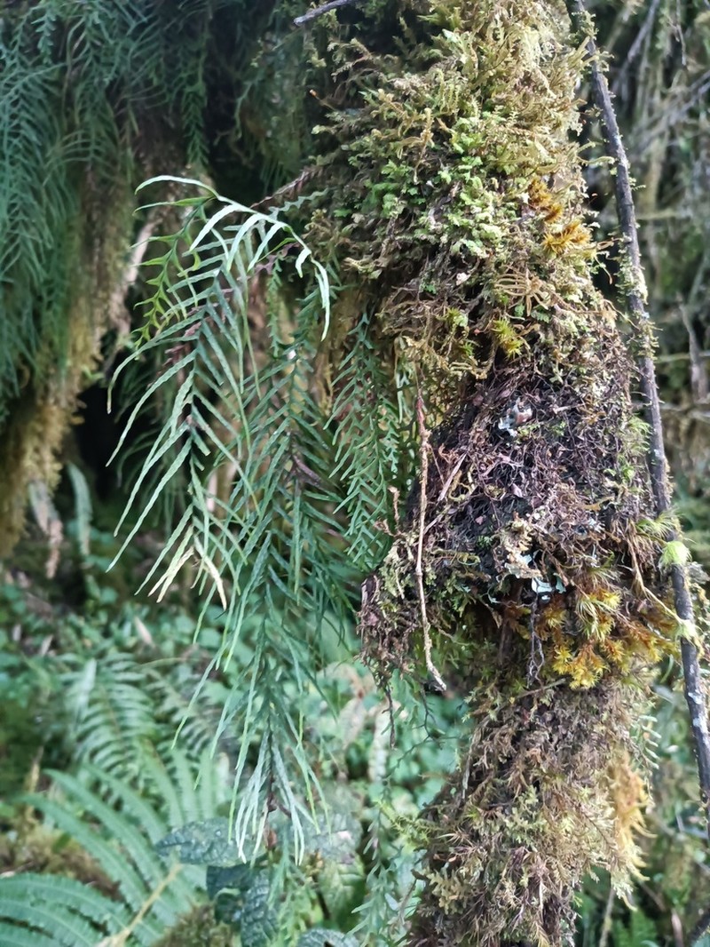 Grammitis flagellipinnata photo 8