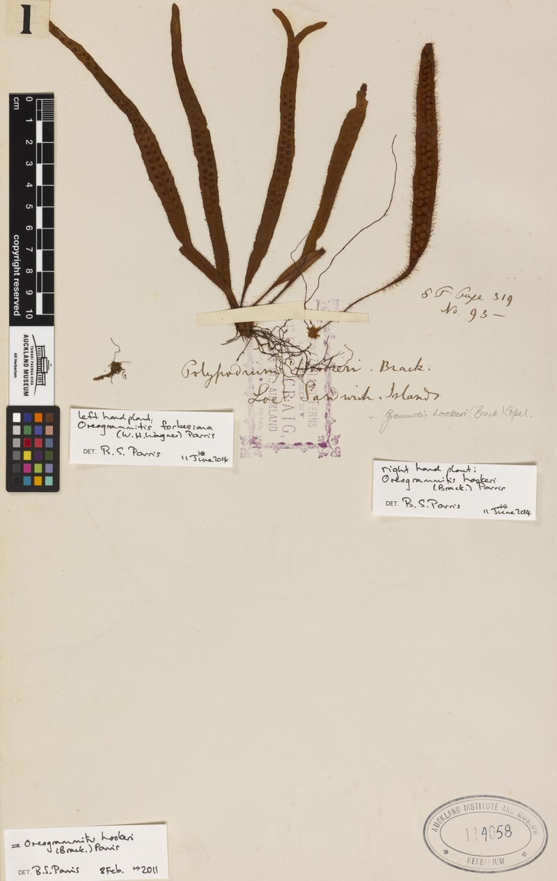 Forbes' Dwarf Polypody