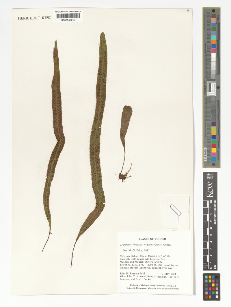 Grammitis friderici-et-pauli