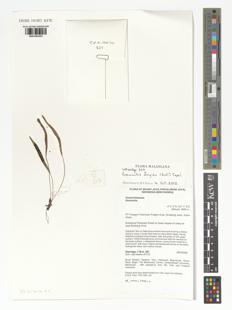Grammitis frigida