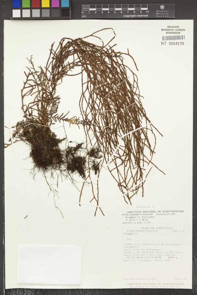 Grammitis fucoides