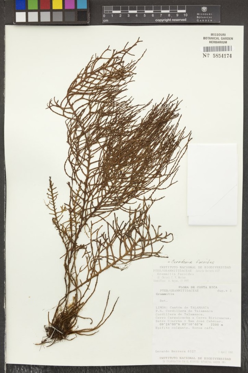Grammitis fucoides photo 2
