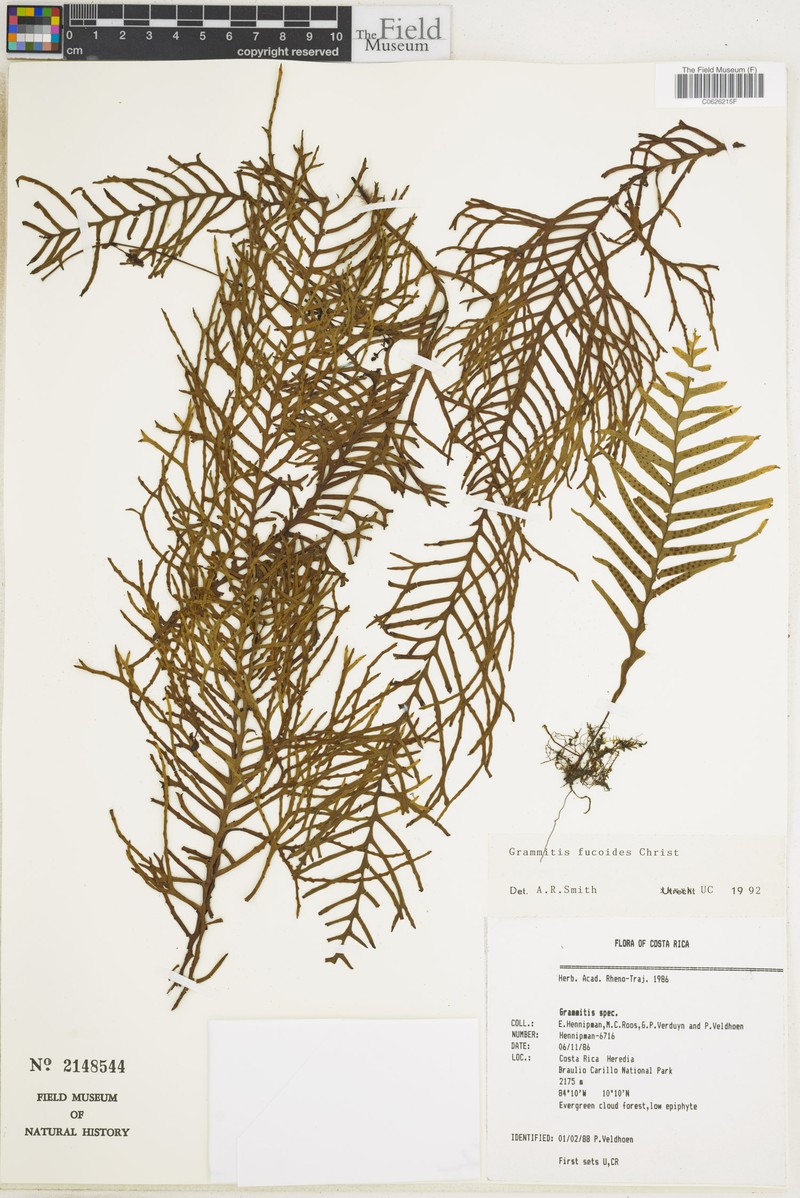 Grammitis fucoides photo 3