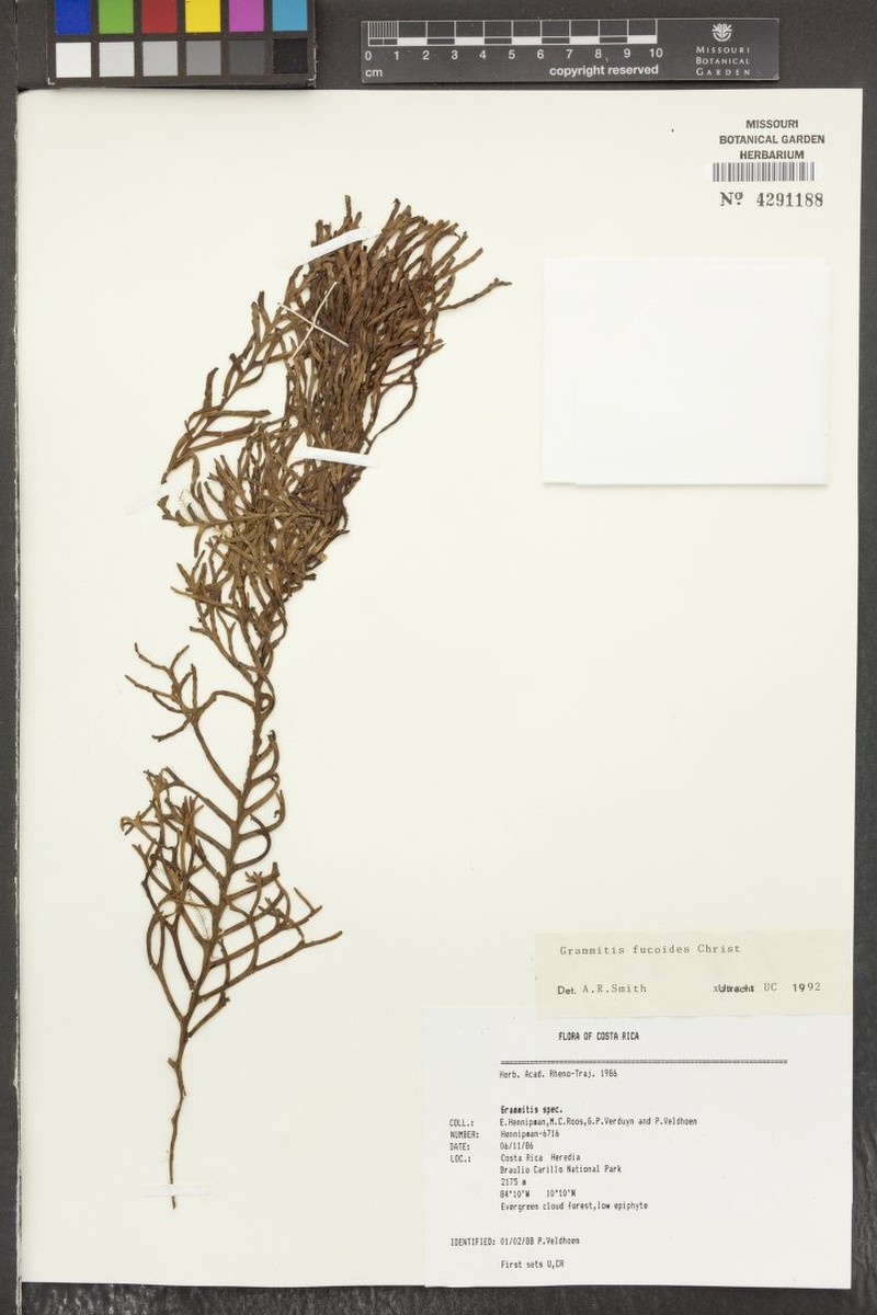 Grammitis fucoides photo 4