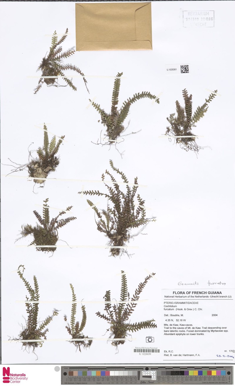 Grammitis furcata