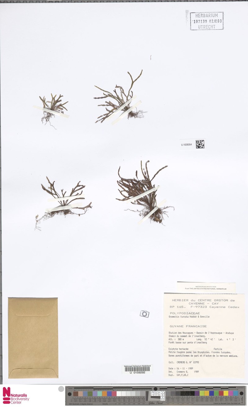 Grammitis furcata photo 3