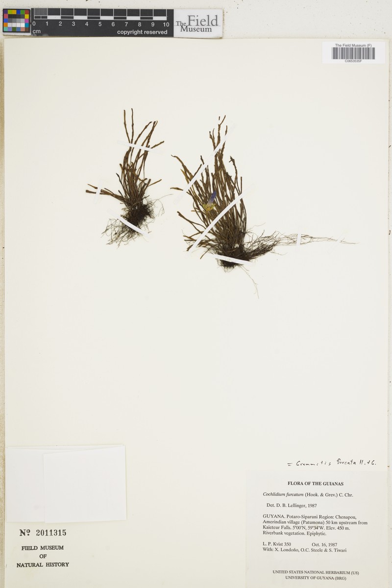Grammitis furcata photo 4