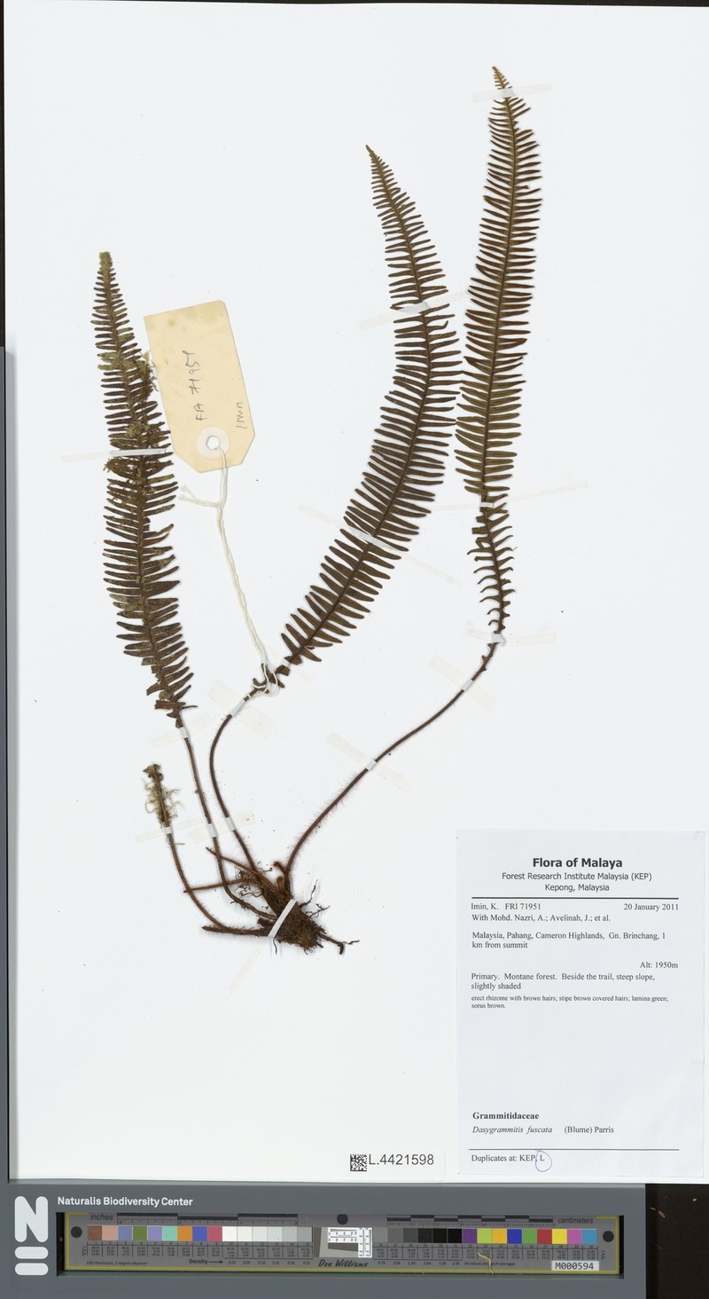 Grammitis fuscata