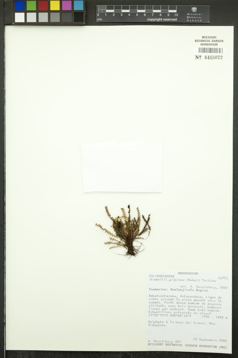 Grammitis gilpiniae