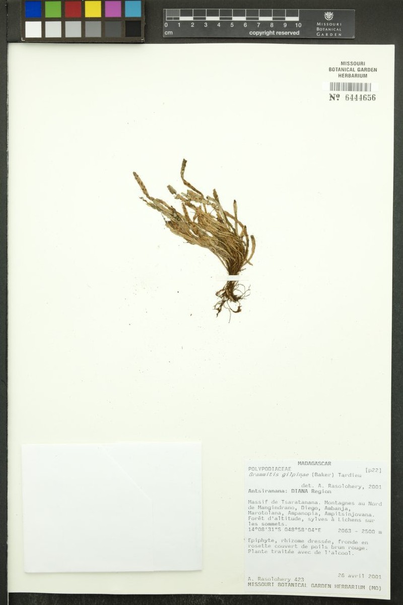 Grammitis gilpiniae photo 2