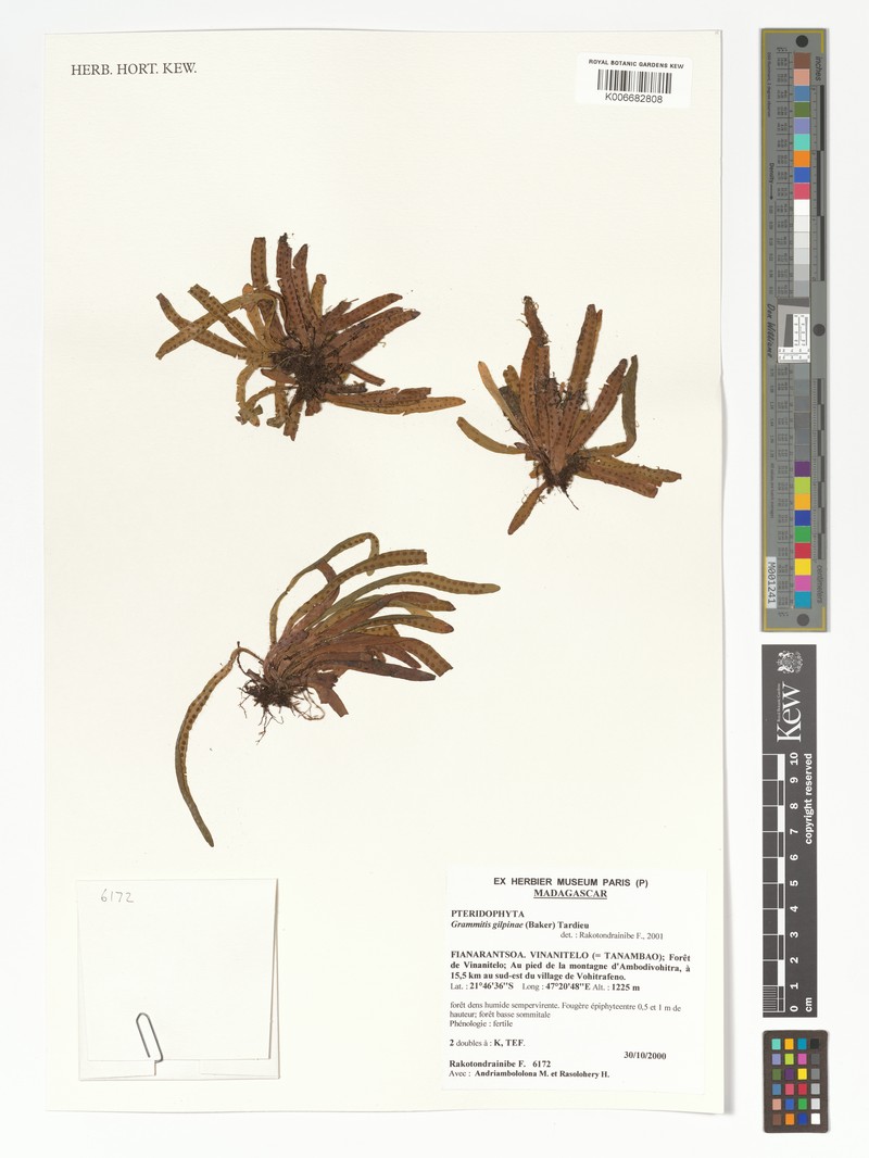 Grammitis gilpiniae photo 3