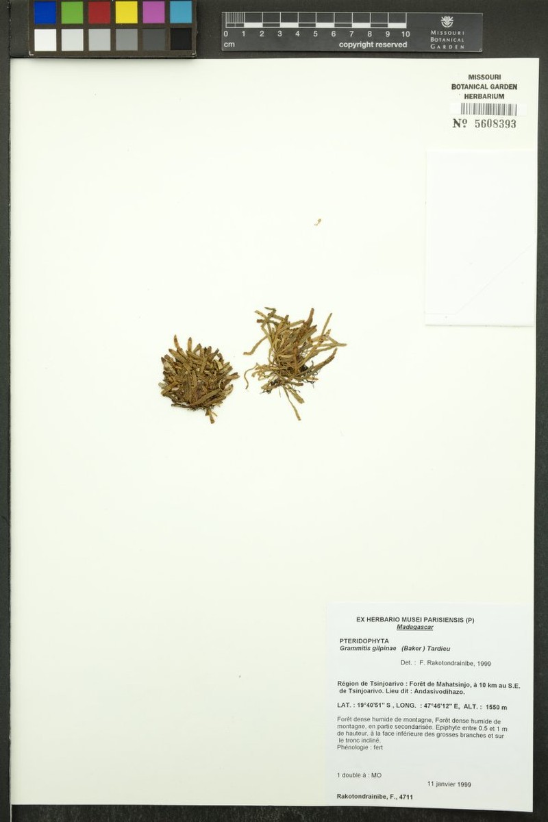 Grammitis gilpiniae photo 4