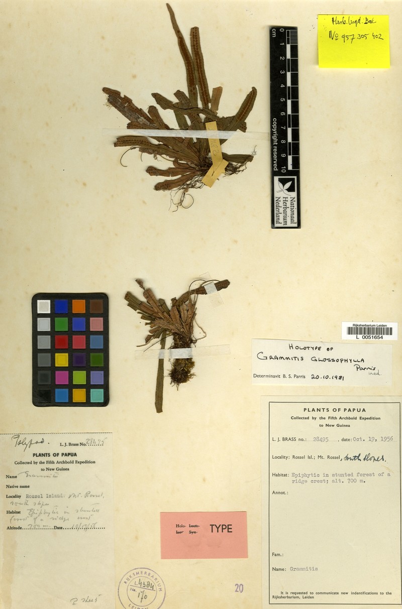 Grammitis glossophylla