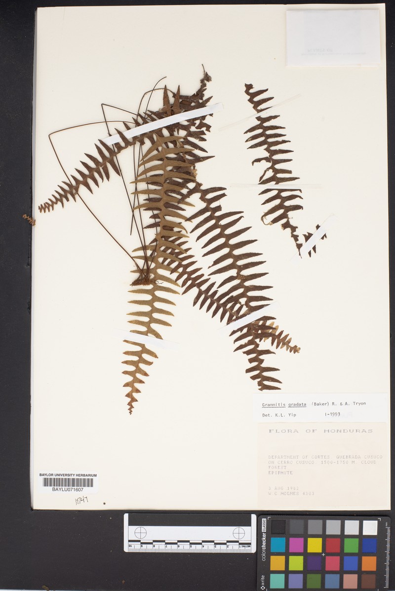 Grammitis gradata