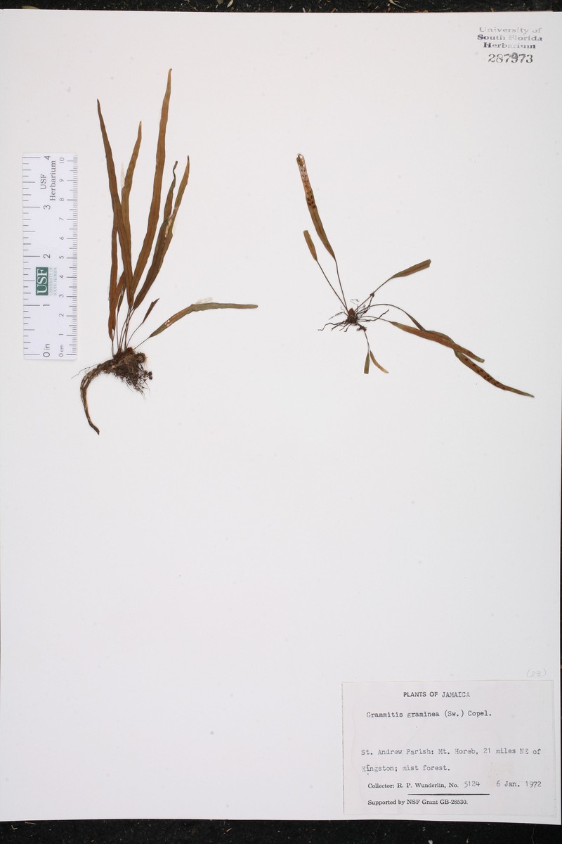 Grammitis graminea