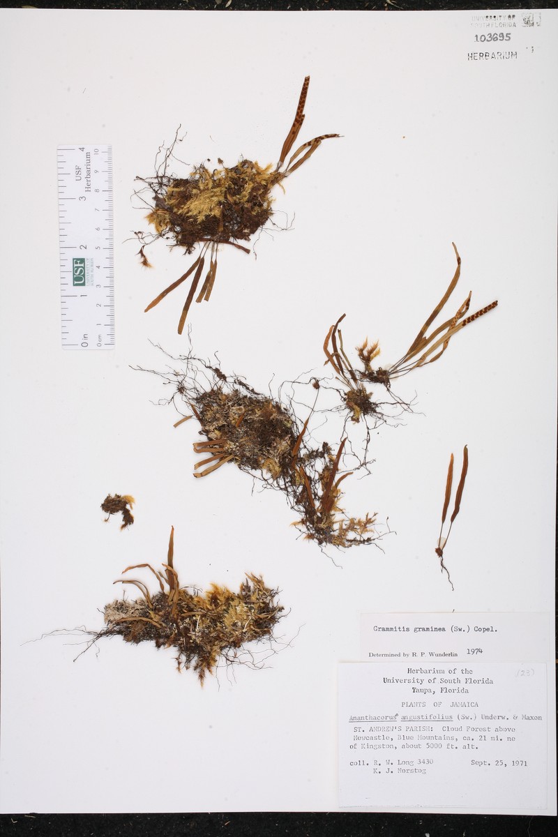 Grammitis graminea photo 2