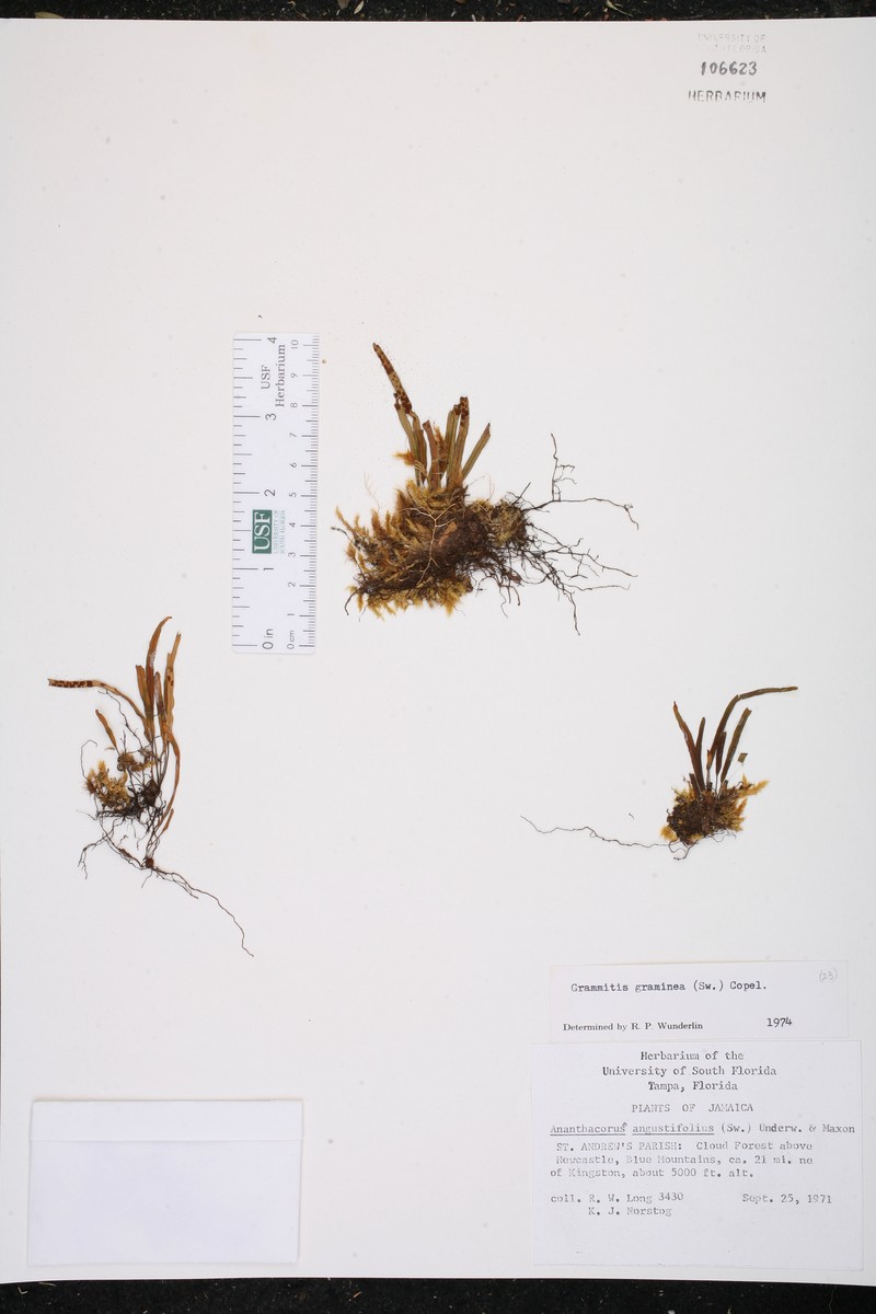 Grammitis graminea photo 3