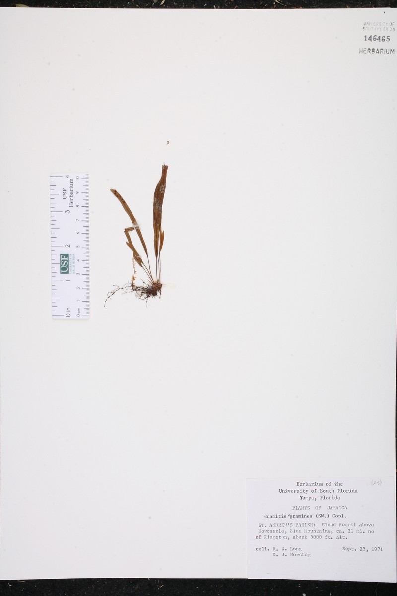 Grammitis graminea photo 4