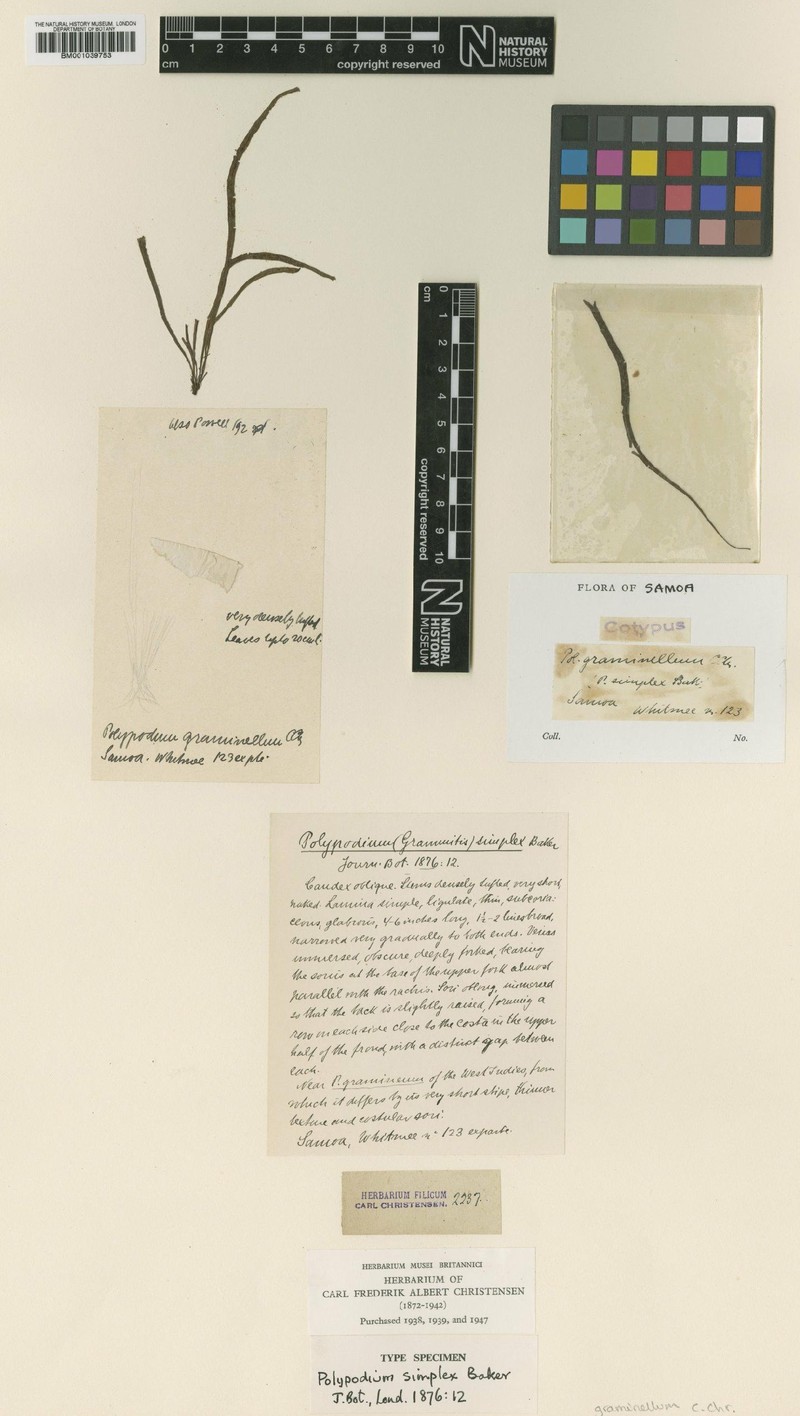 Grammitis graminella