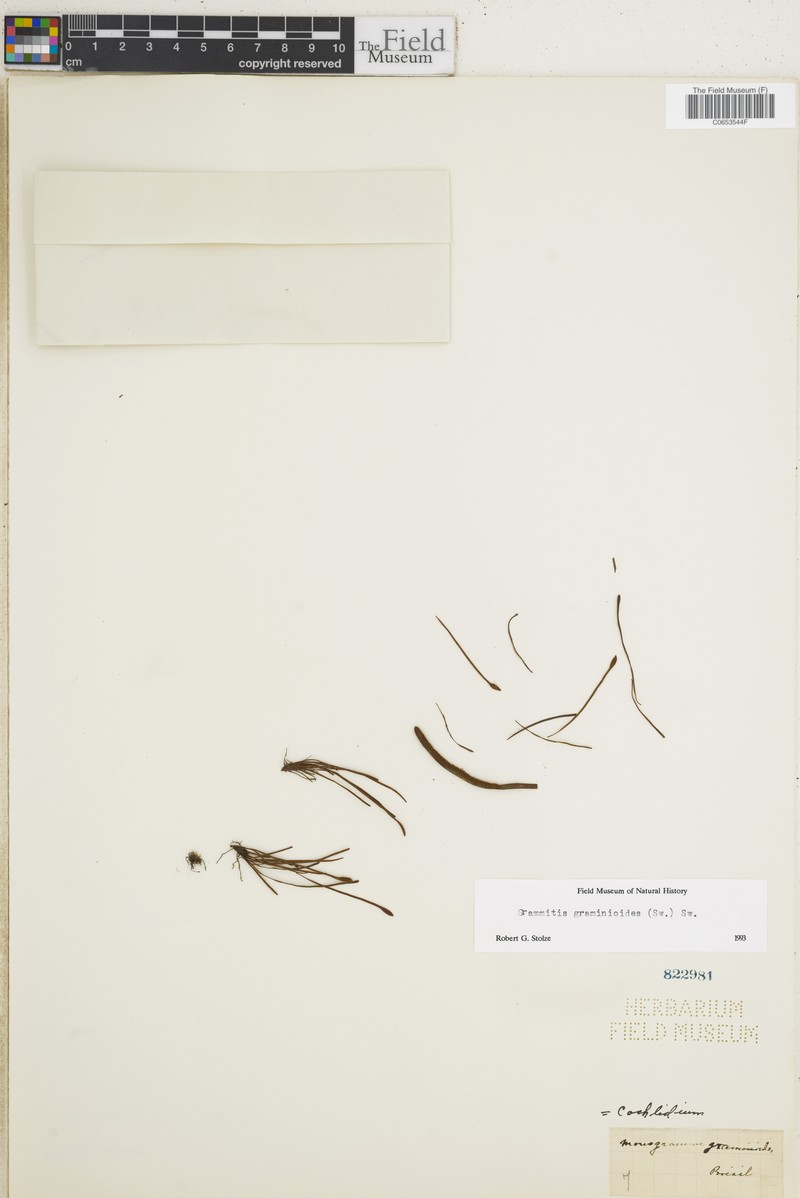 Grammitis graminoides