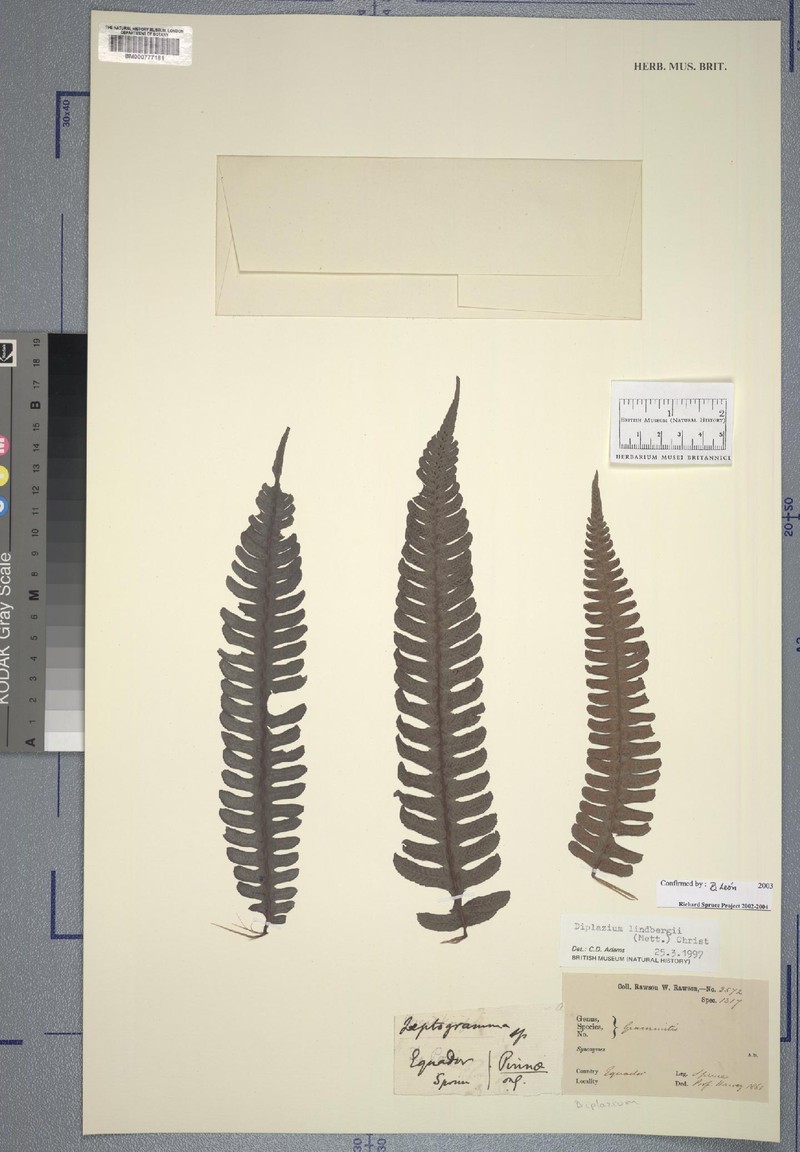 Grammitis grata