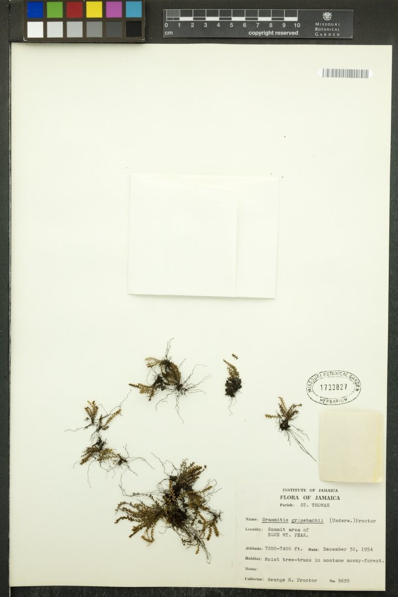 Grammitis grisebachii