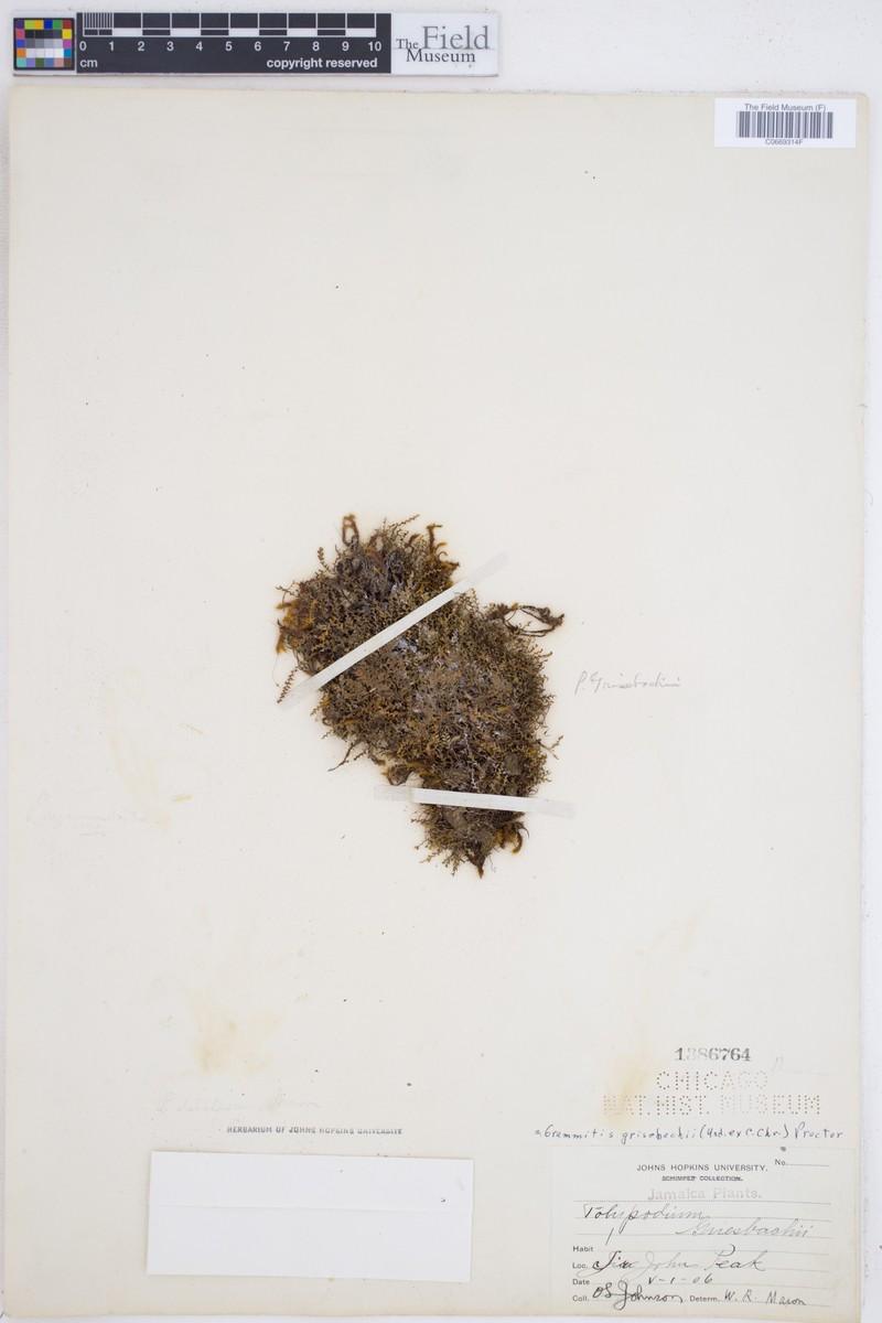 Grammitis grisebachii photo 2