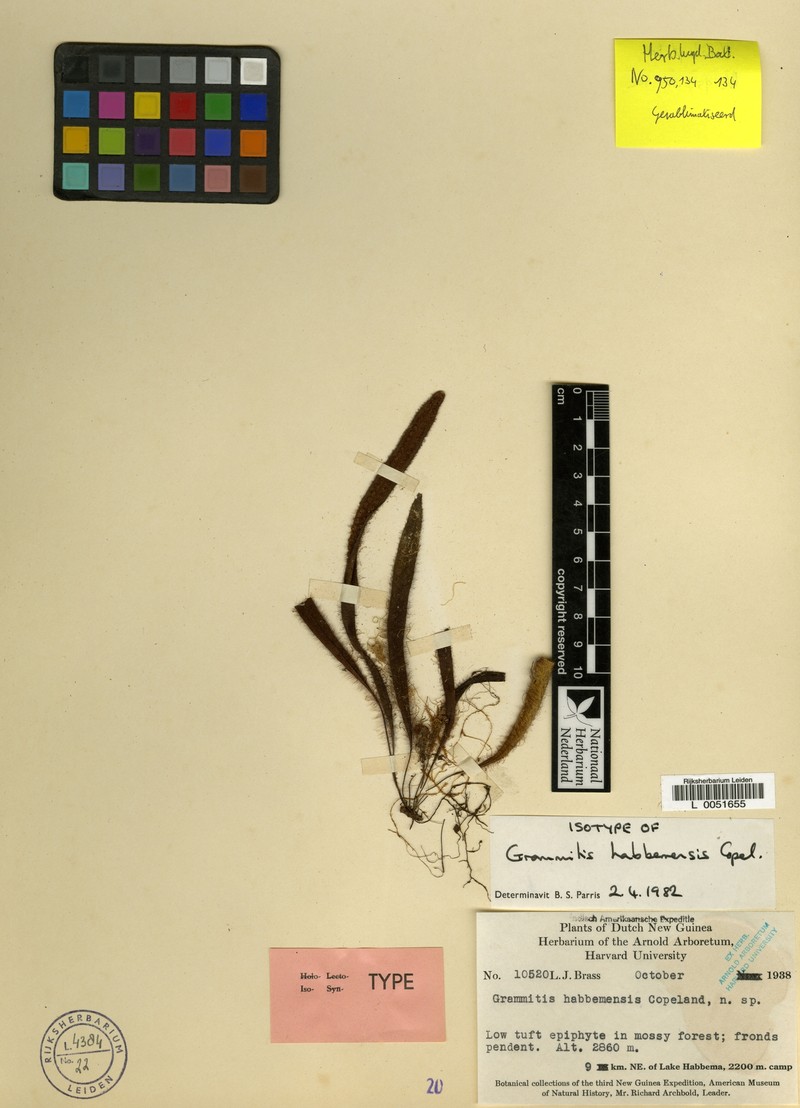 Grammitis habbemensis