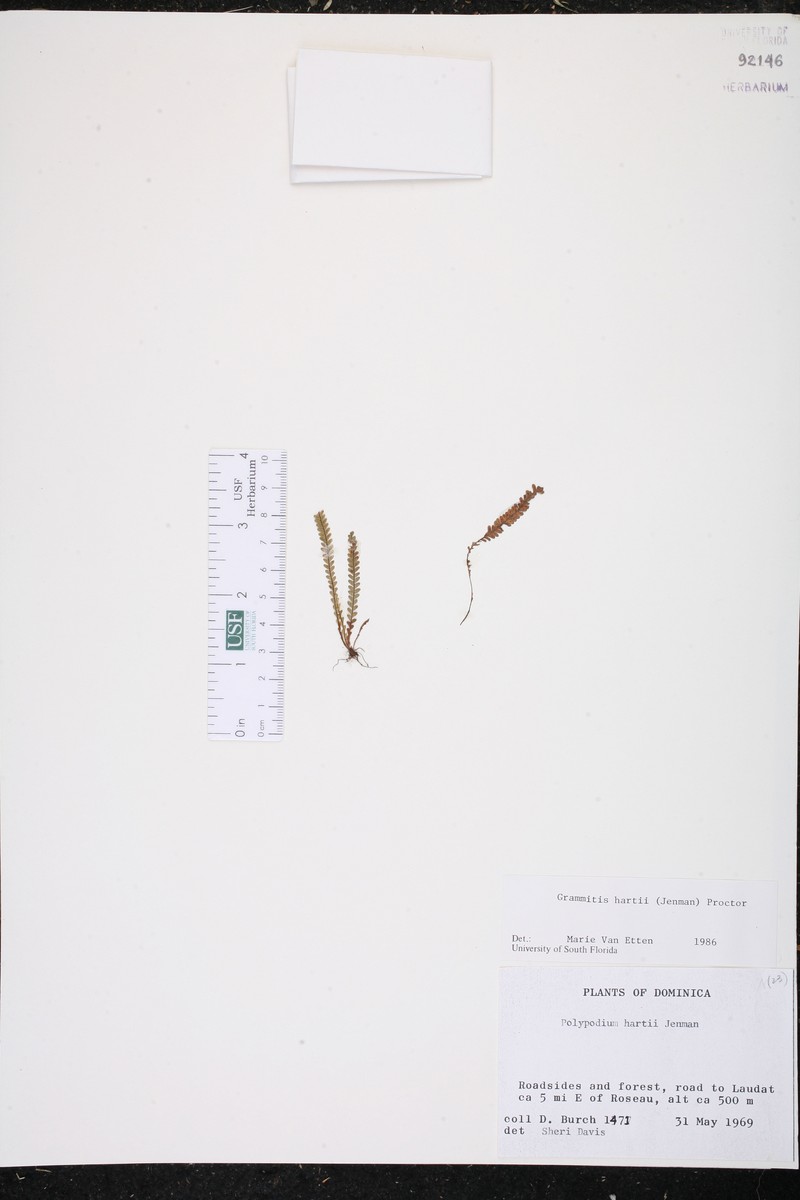Hart's Lellingeria
